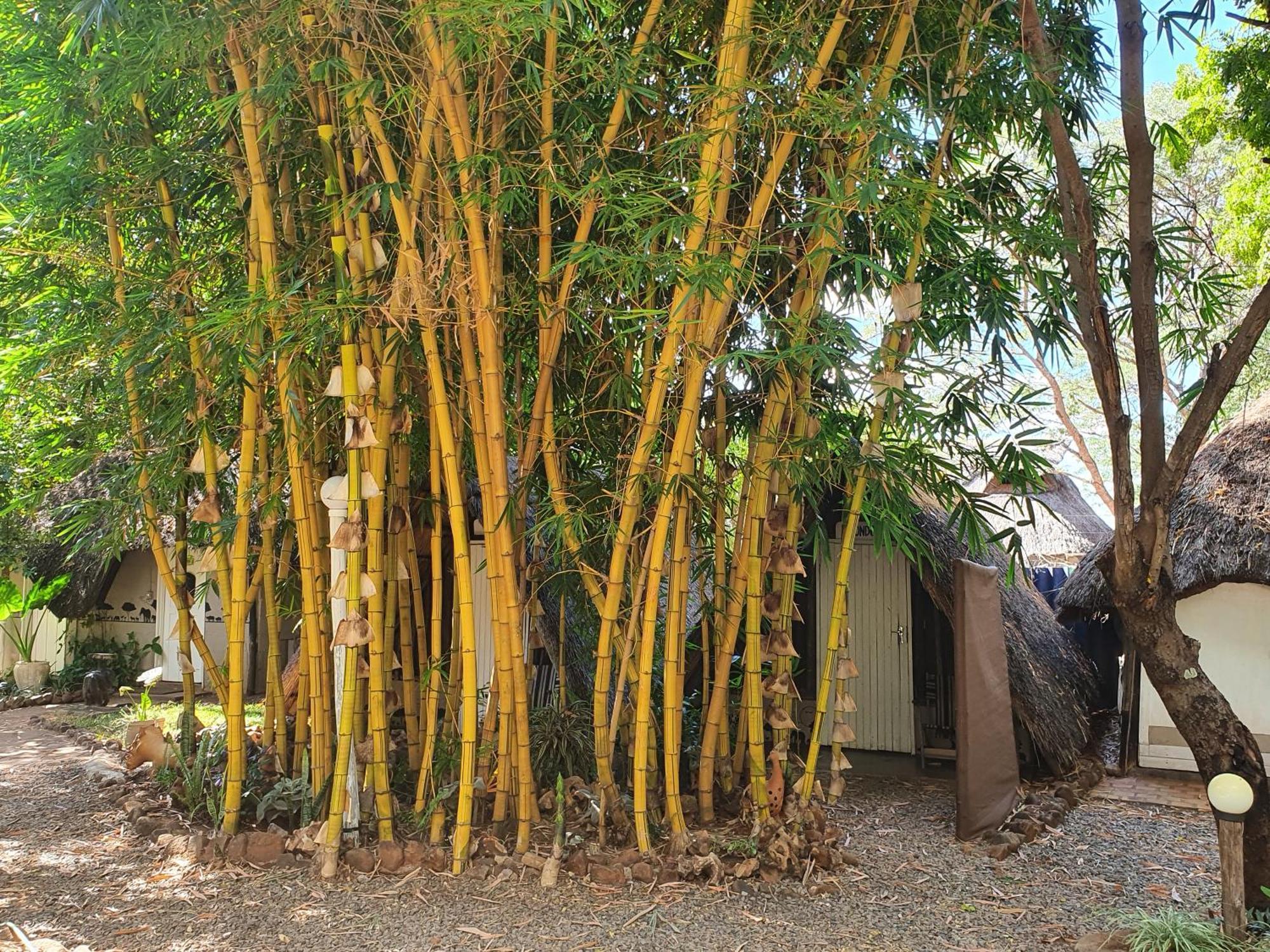 Victoria Falls Backpackers Lodge מראה חיצוני תמונה